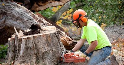 stump removal in Joliet