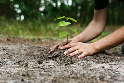 tree planting in Joliet, IL