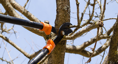 Joliet tree pruning