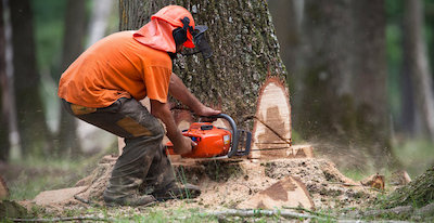 tree removal in Joliet, IL