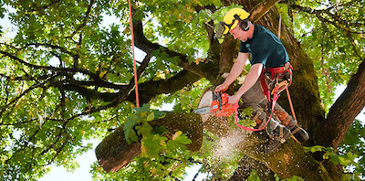 tree trimming in Joliet